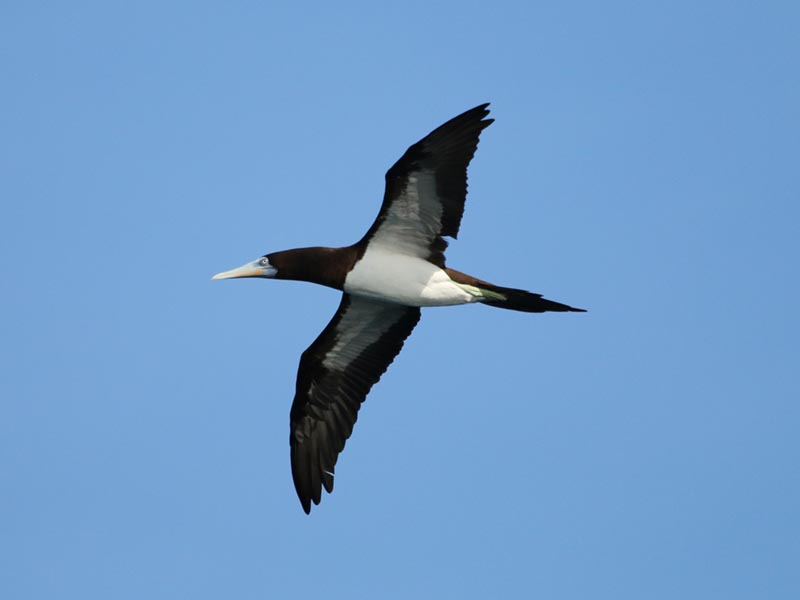 Brown Booby