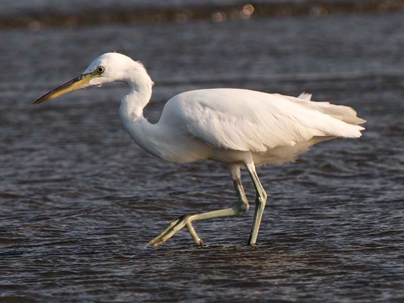 Chinese Egret