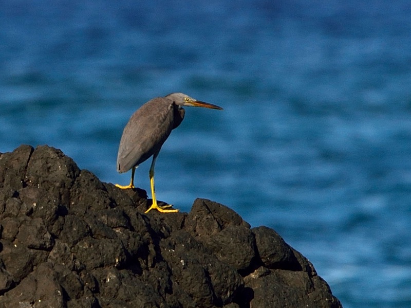 Pacific Reef-Heron