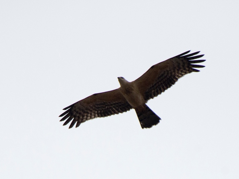 Buteo buteo