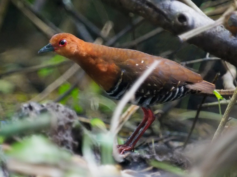 Red-legged Crake