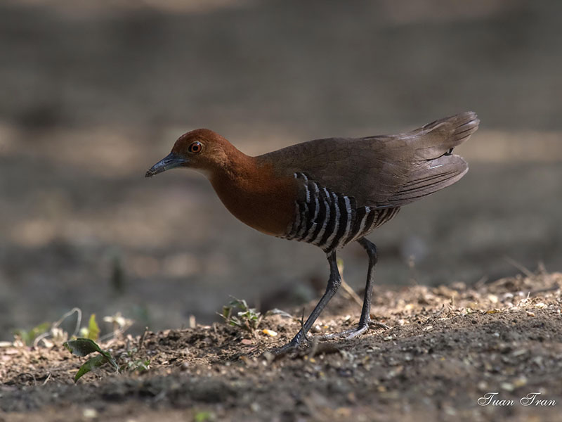 Slaty-legged Crake