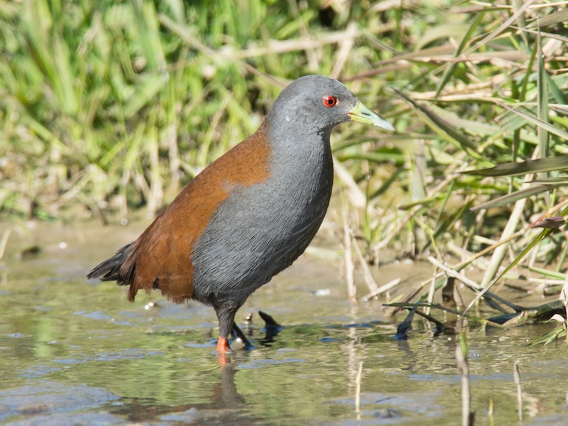 Black-tailed Crake