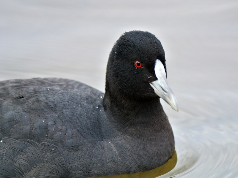 Eurasian Coot