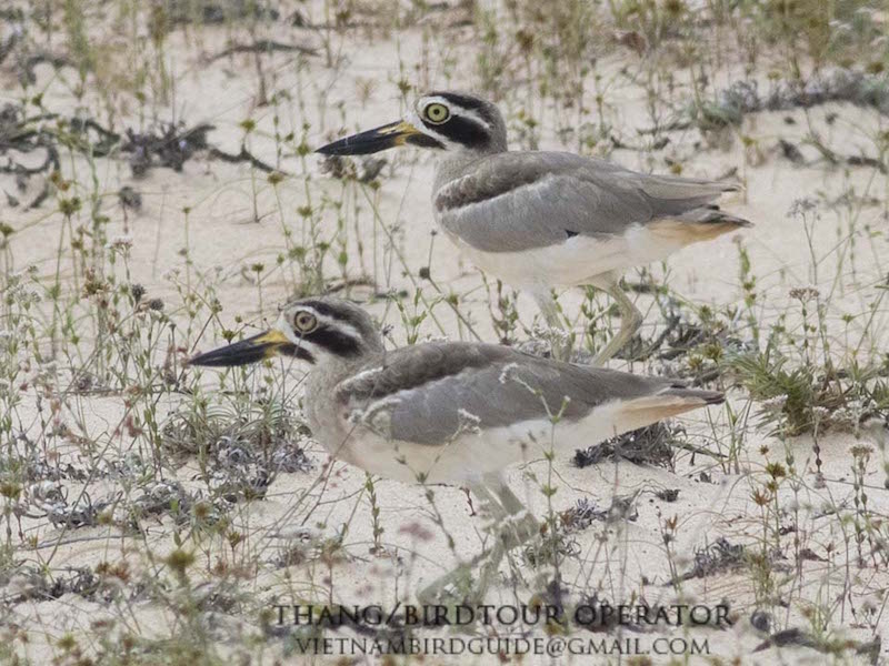 Great Thick-knee