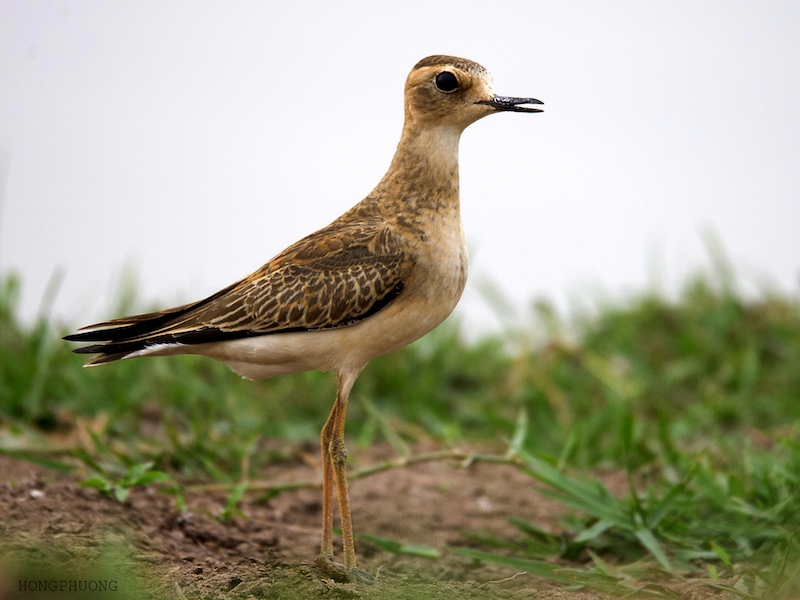 Anarhynchus veredus