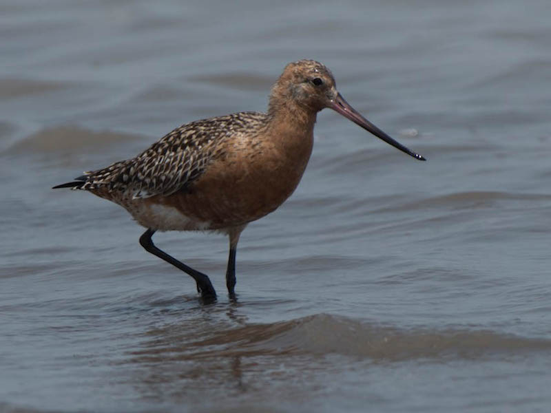 Limosa lapponica