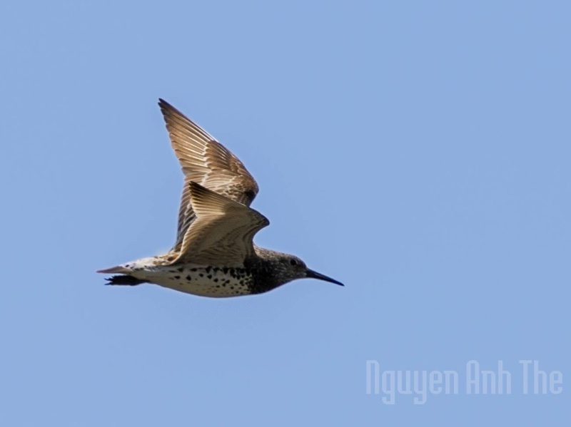 Calidris tenuirostris