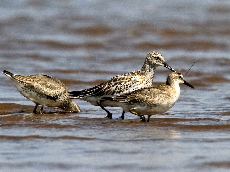 Calidris canutus