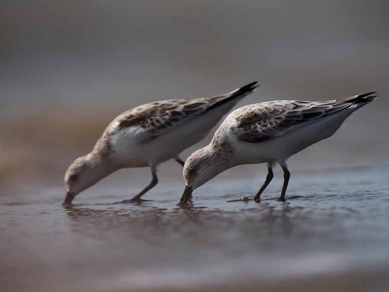 Calidris alba