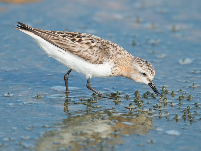 Calidris ruficollis