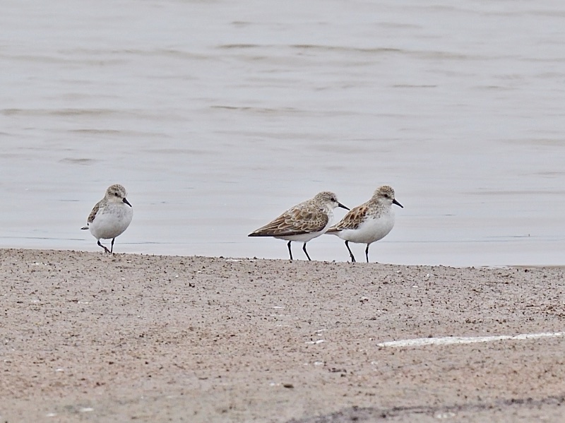 Calidris minuta 