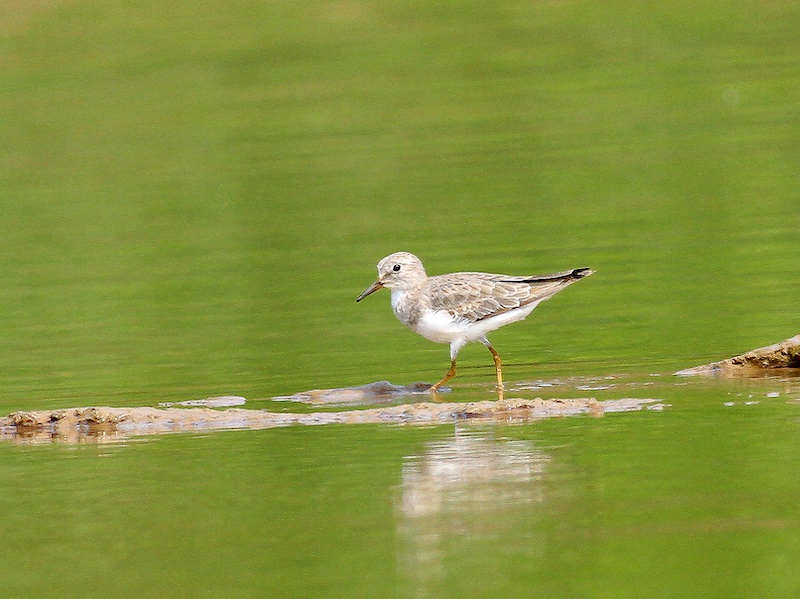 Calidris temminckii