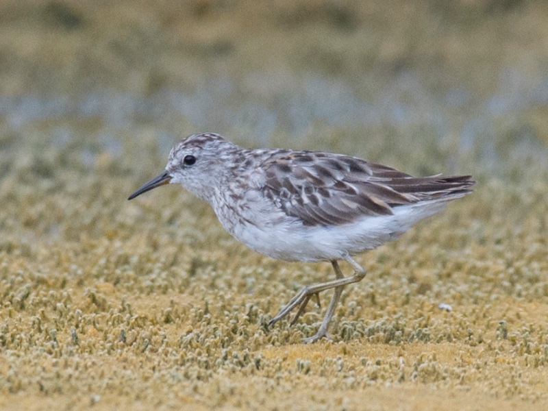 Calidris subminuta