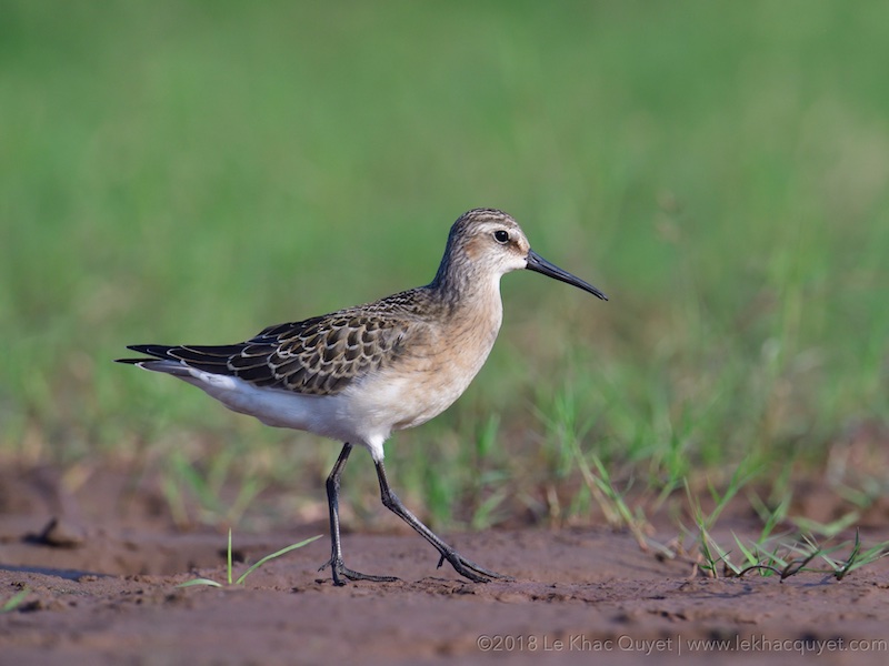 Calidris alpina