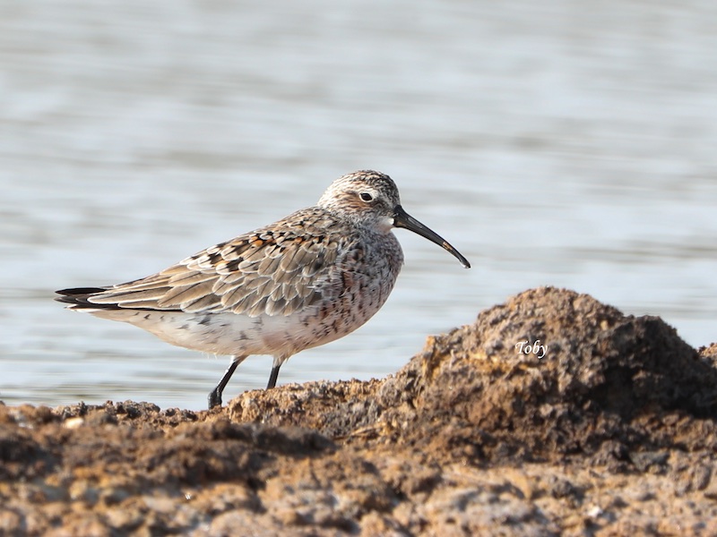 Birds of South East Asia