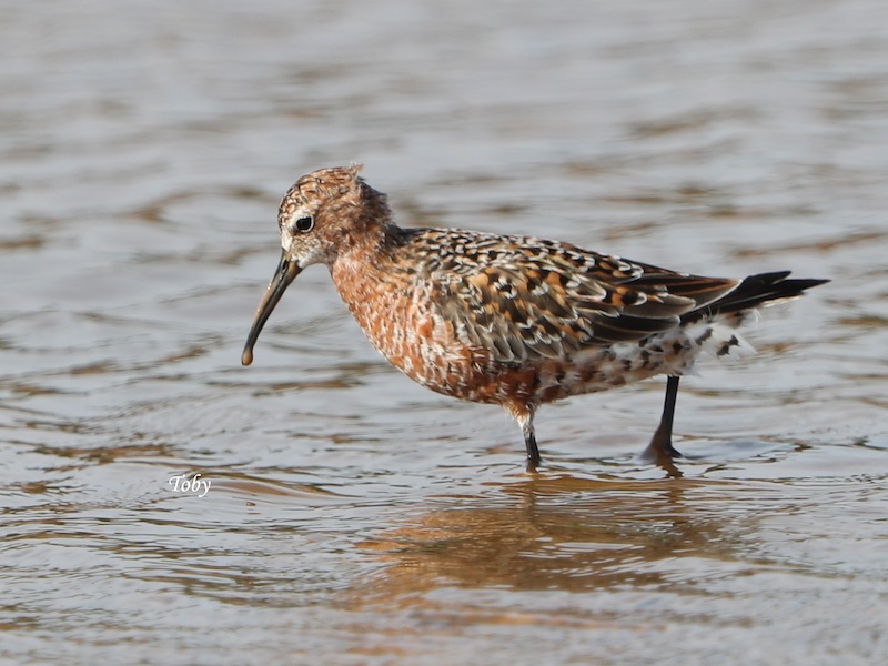 Birds of South East Asia