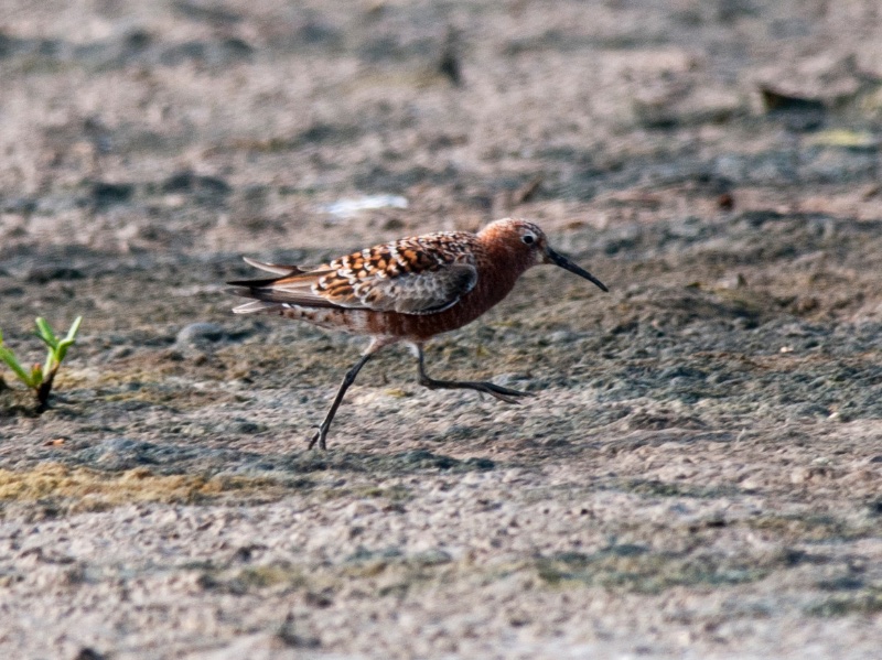 Birds of South East Asia