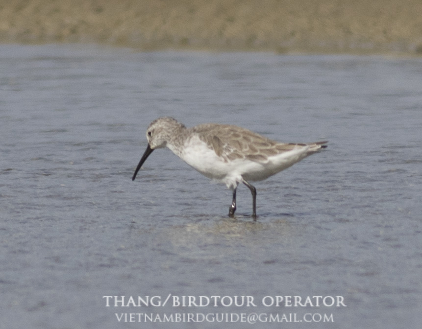 Birds of South East Asia