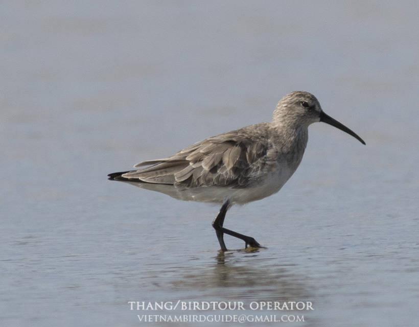 Birds of South East Asia