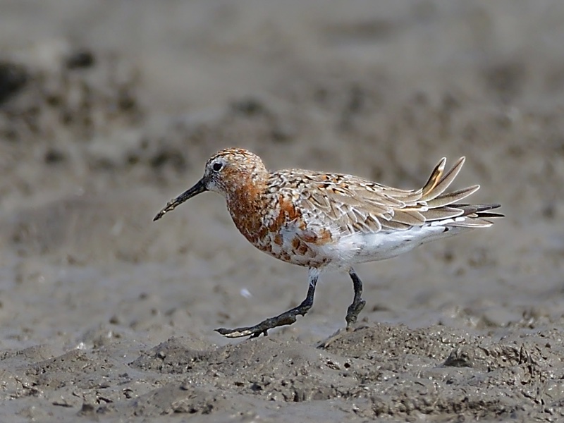 Calidris ferruginea