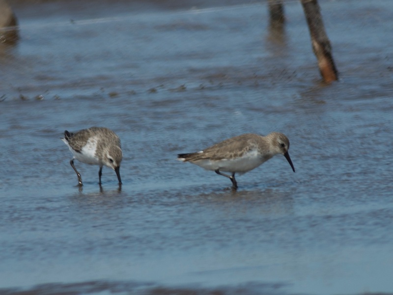 Calidris falcinellus