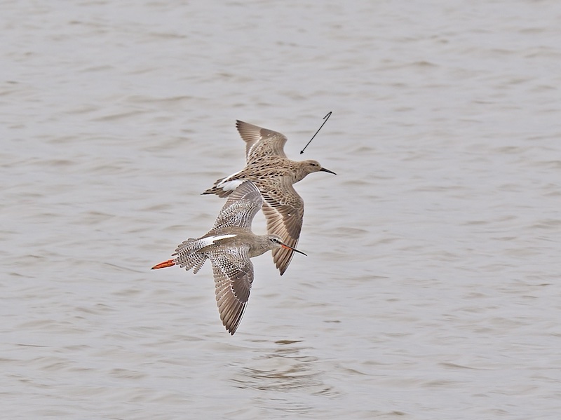 Calidris pugnax