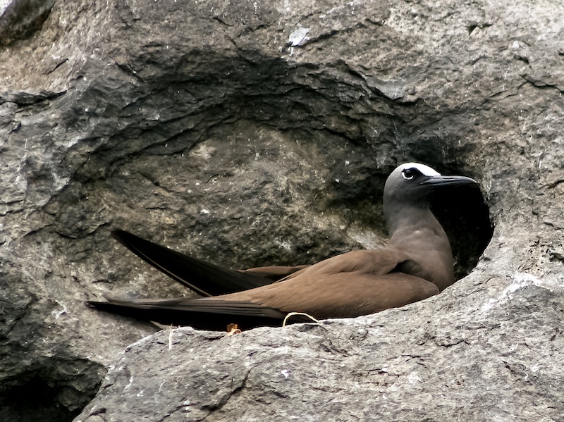 Brown Noddy