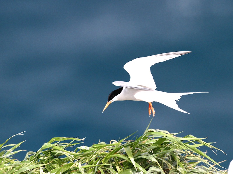 Roseate Tern