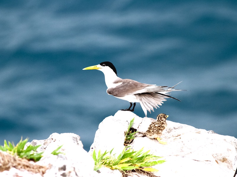 Greater Crested Tern