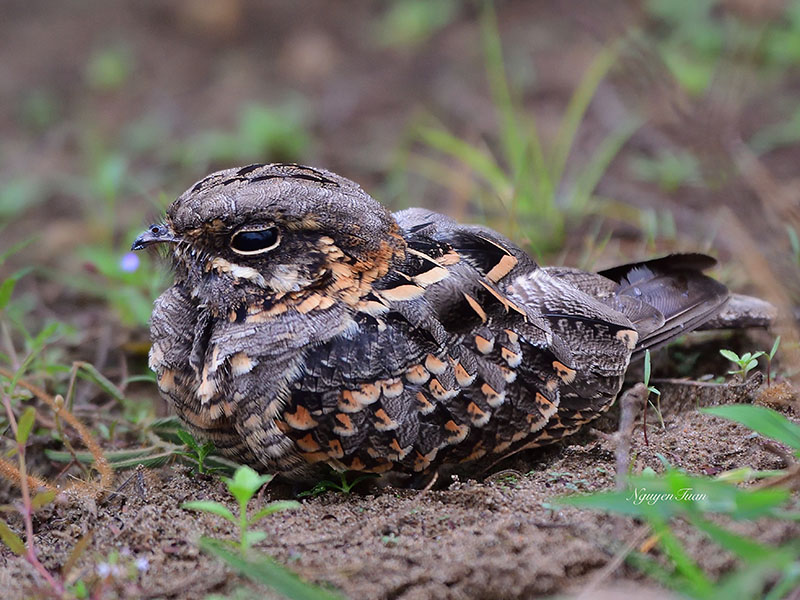 Caprimulgus asiaticus