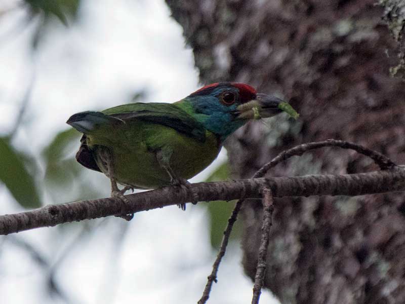 Birds of South East Asia