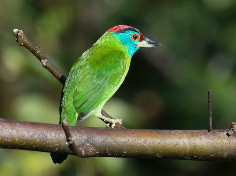 Birds of South East Asia