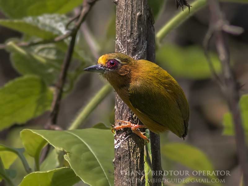 Birds of South East Asia