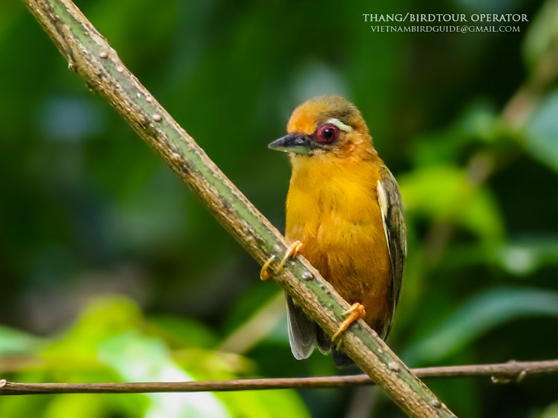 Birds of South East Asia