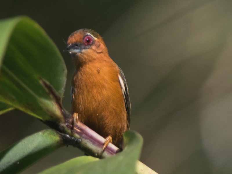 Birds of South East Asia