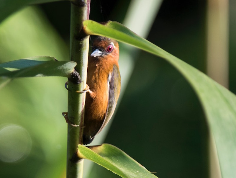 Birds of South East Asia