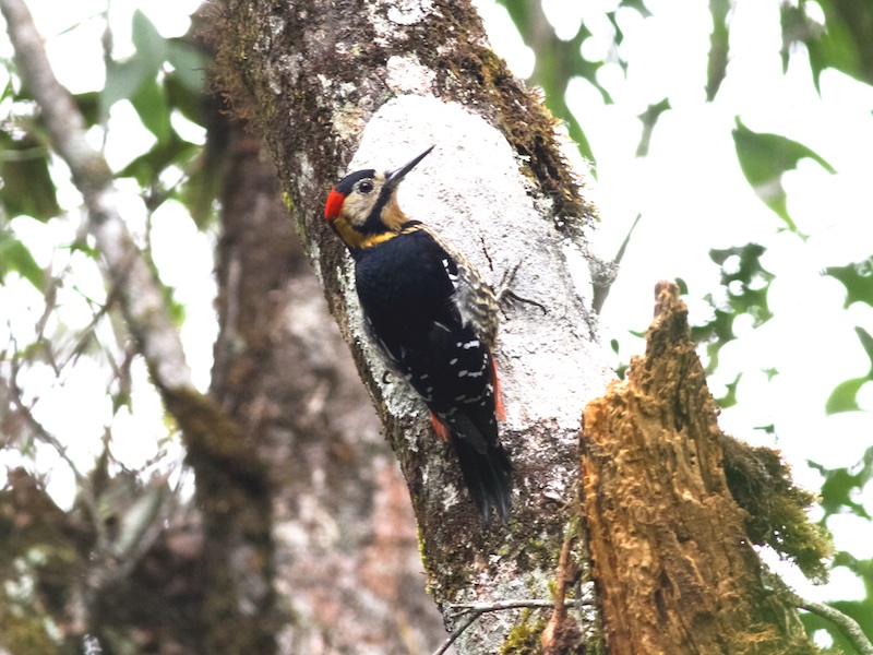 Dendrocopos darjellensis