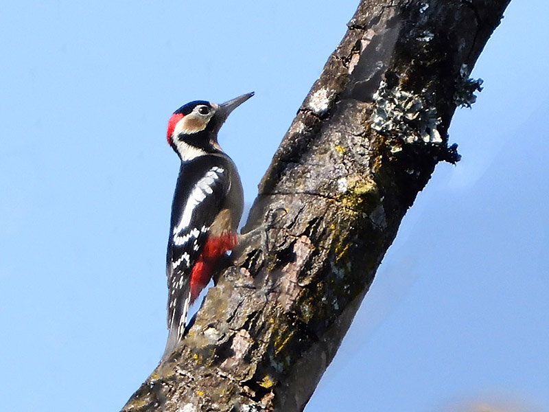 Dendrocopos major