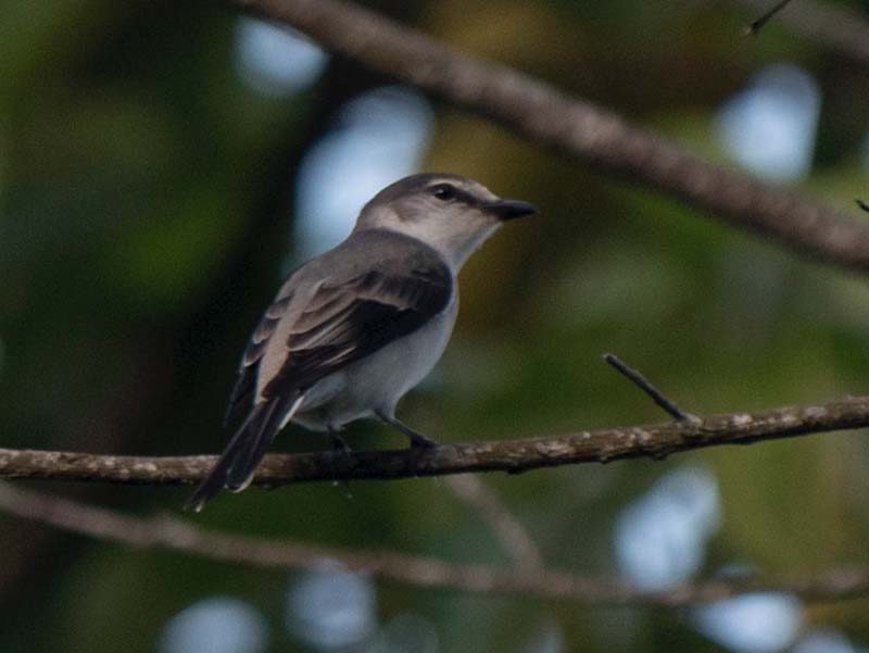 Pericrocotus cantonensis