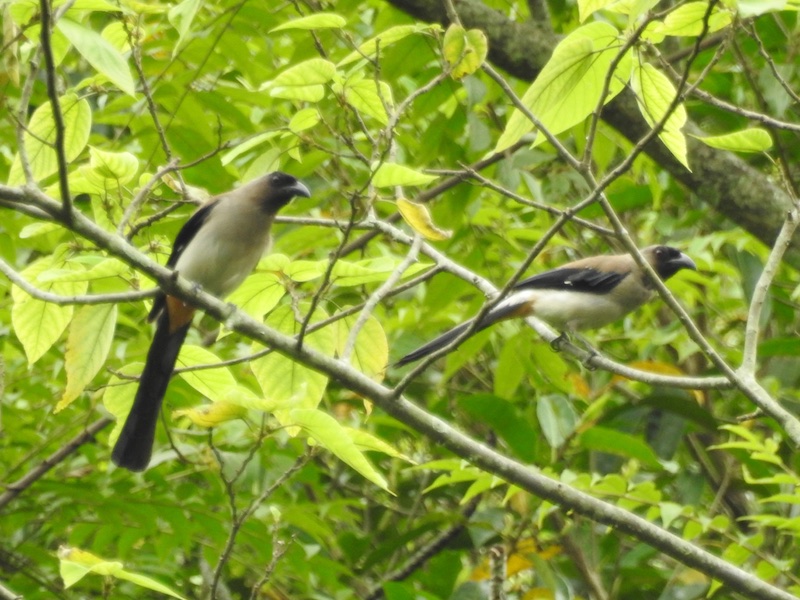 Dendrocitta formosae