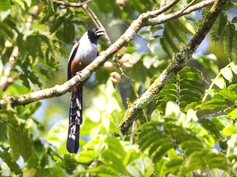 Dendrocitta frontalis