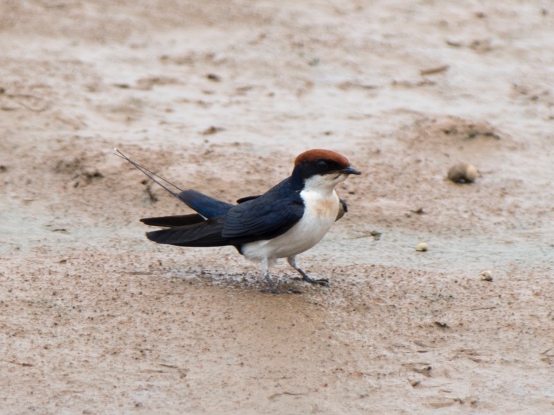 Wire-tailed Swallow