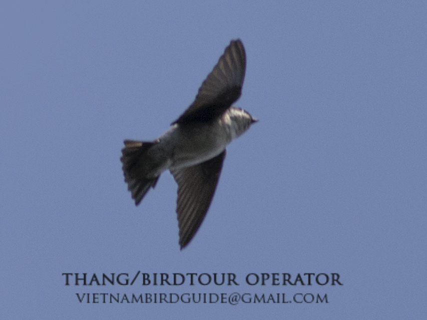 Asian House Martin