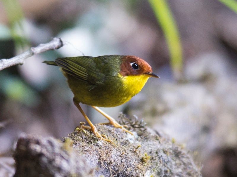 Chestnut-headed Tesia