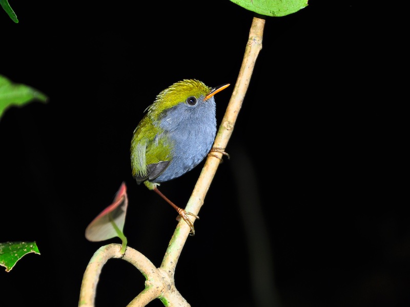 Slaty-bellied Tesia