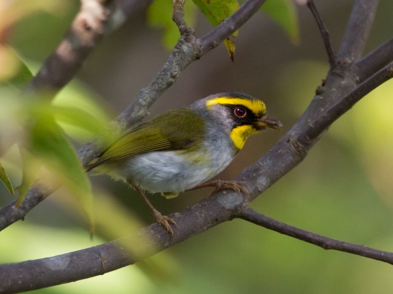 Black-faced Warbler