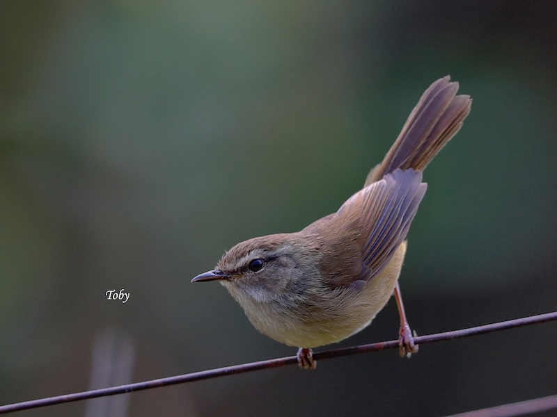 Brownish-flanked Bush Warbler