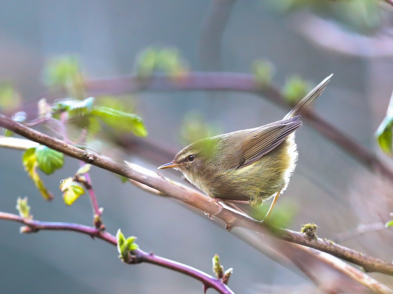 Aberrant Bush Warbler