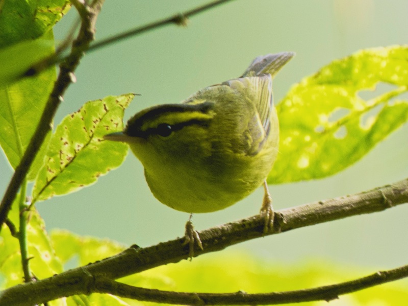 Phylloscopus ricketti